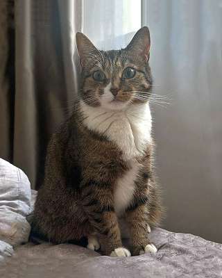 Соня. Кошка, которую предали дважды