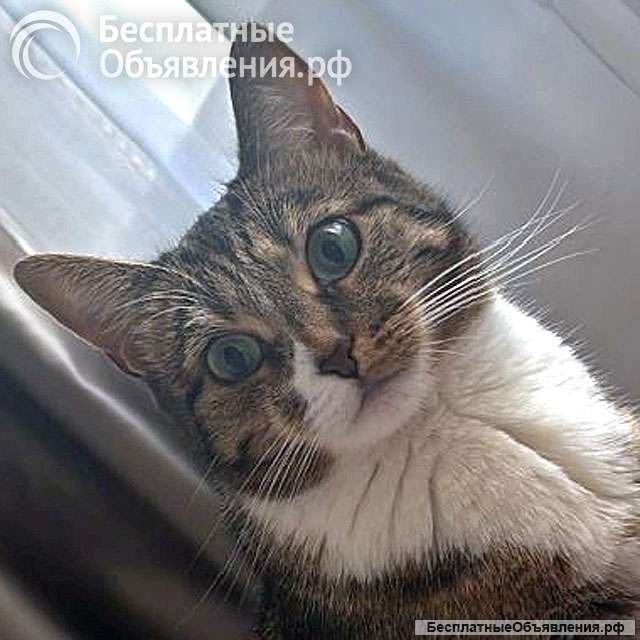 Соня. Кошка, которую предали дважды