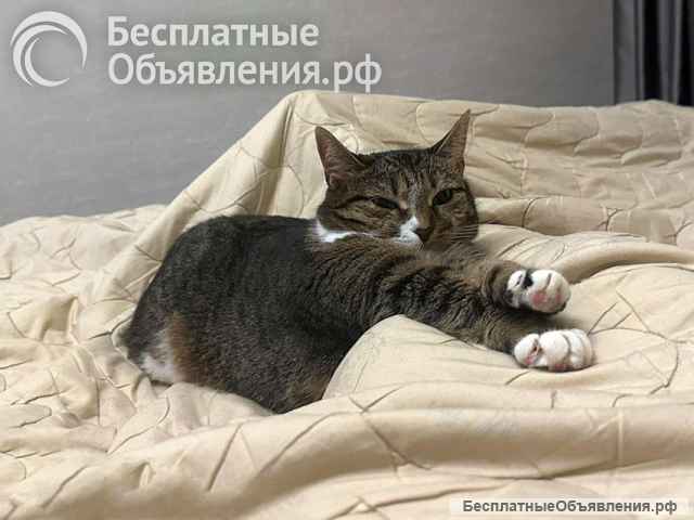 Соня. Кошка, которую предали дважды