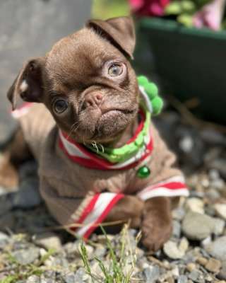 Chocolate Petit Brabancon (Smooth Brussel Griffon)