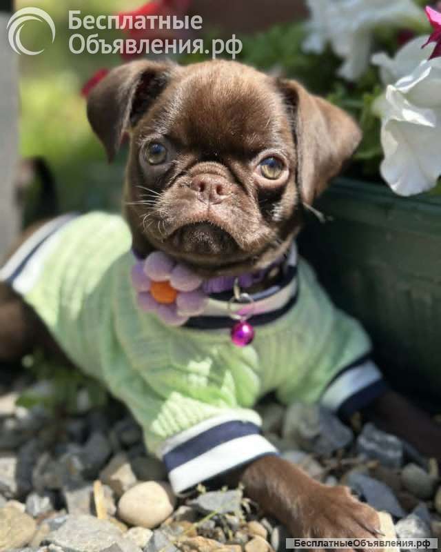 Chocolate Petit Brabancon (Smooth Brussel Griffon)