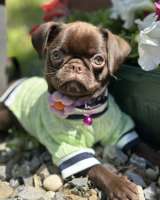 Chocolate Petit Brabancon (Smooth Brussel Griffon)