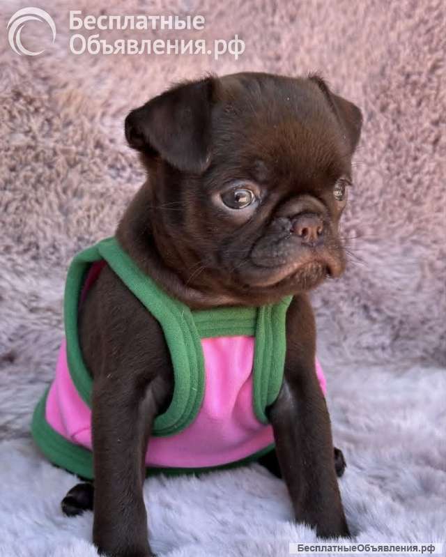 Chocolate Petit Brabancon (Smooth Brussel Griffon)