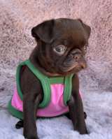 Chocolate Petit Brabancon (Smooth Brussel Griffon)