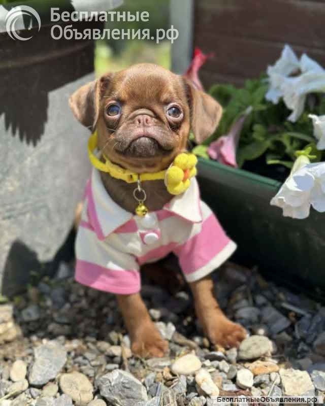 Chocolate Petit Brabancon (Smooth Brussel Griffon)
