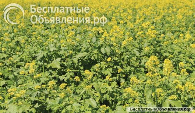 Семена озимой горчицы