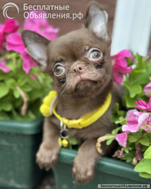 Lilac & chocolate boys chihuahua