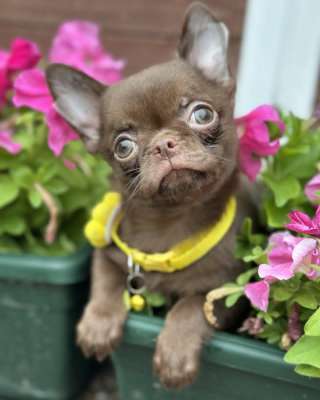 Lilac & chocolate boys chihuahua