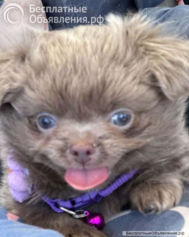 Lilac & chocolate boys chihuahua