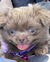 Lilac & chocolate boys chihuahua