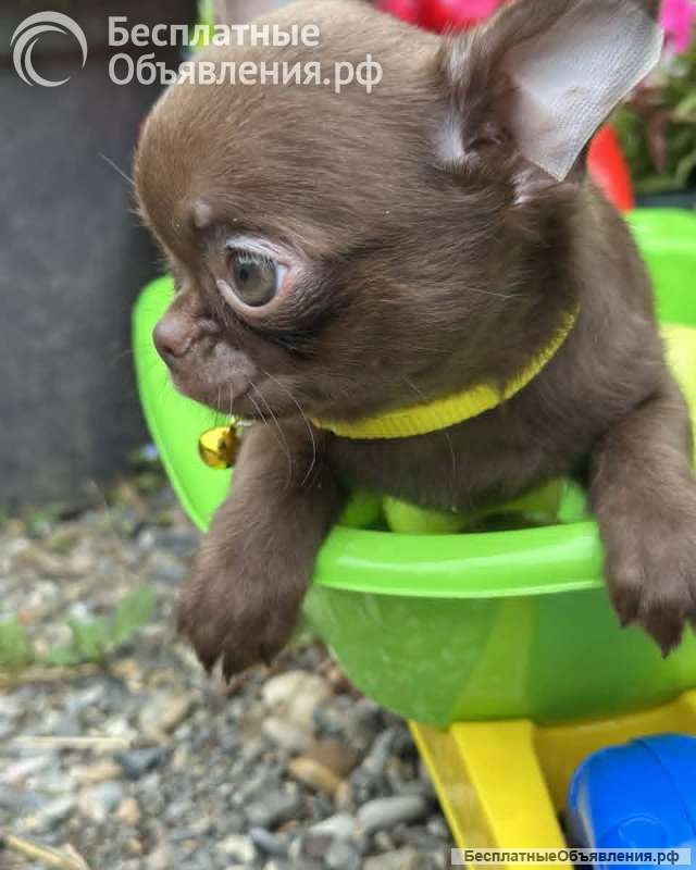 Lilac & chocolate boys chihuahua