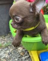 Lilac & chocolate boys chihuahua