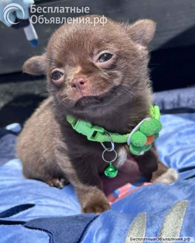 Lilac & chocolate boys chihuahua