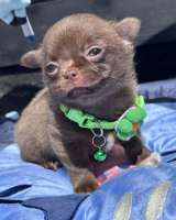Lilac & chocolate boys chihuahua