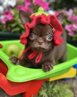 Lilac & chocolate boys chihuahua