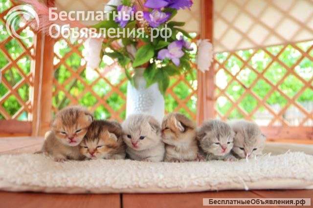 Милые, котята, кошки, ручные, добрые, ласковые
