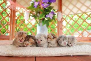 Милые, котята, кошки, ручные, добрые, ласковые