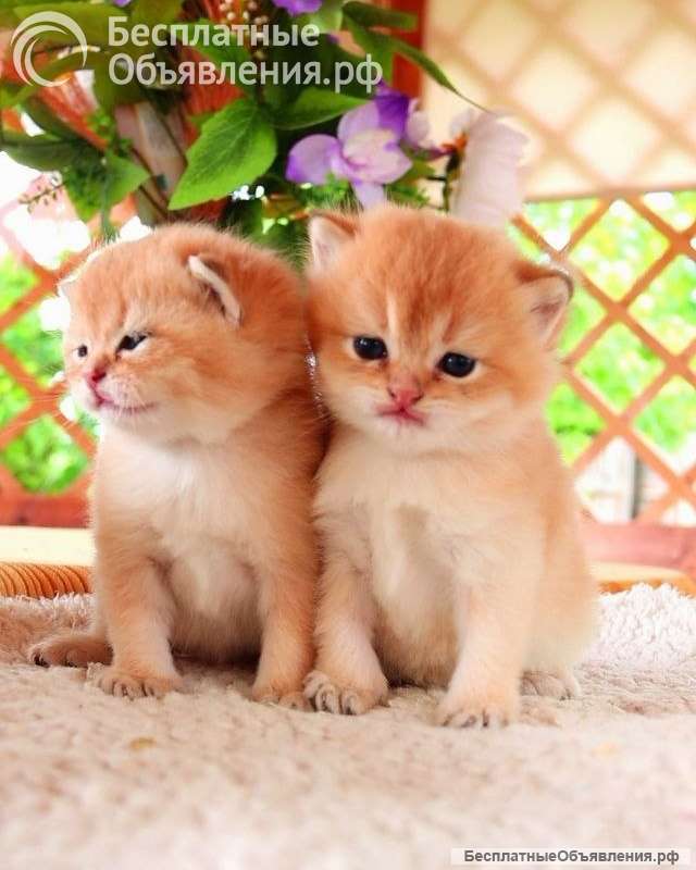 Милые, котята, кошки, ручные, добрые, ласковые