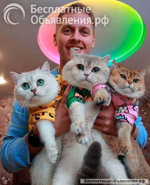 Милые, котята, кошки, ручные, добрые, ласковые