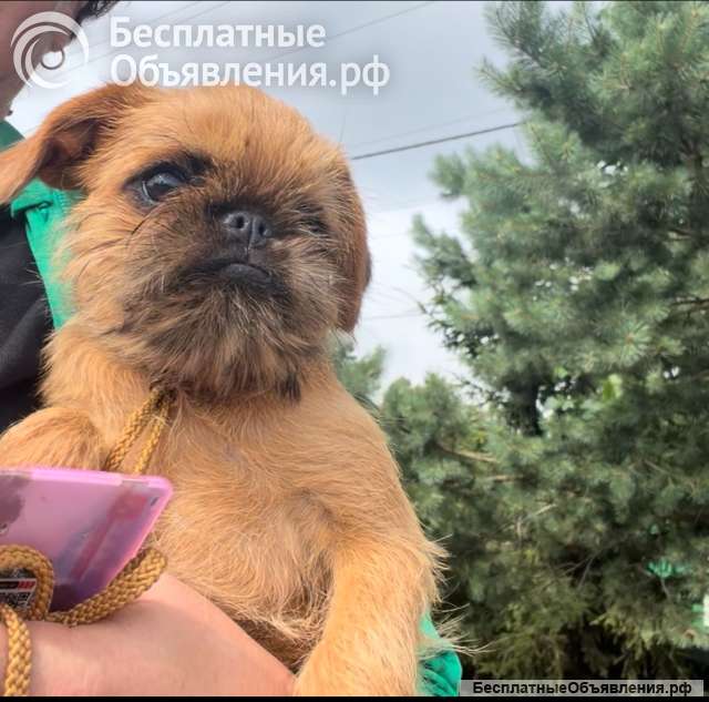 Гриффон рыжая красотка