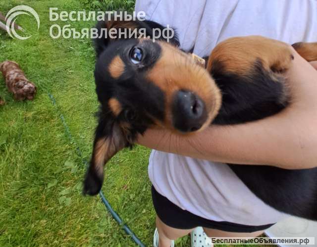 Такса миниатюрная длинношерстная