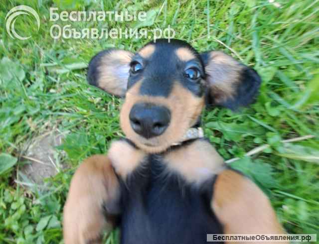 Такса миниатюрная длинношерстная