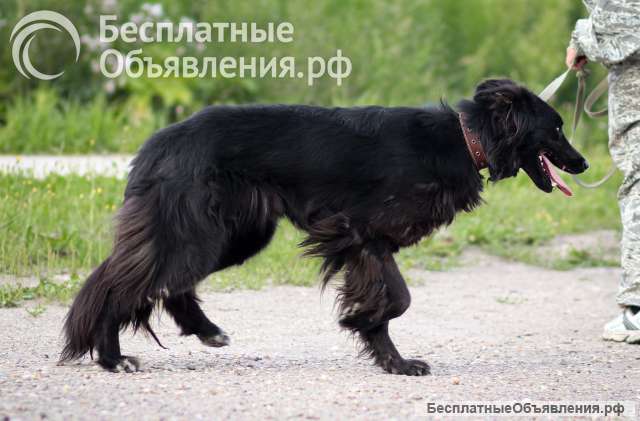 Бэтти ищет дом