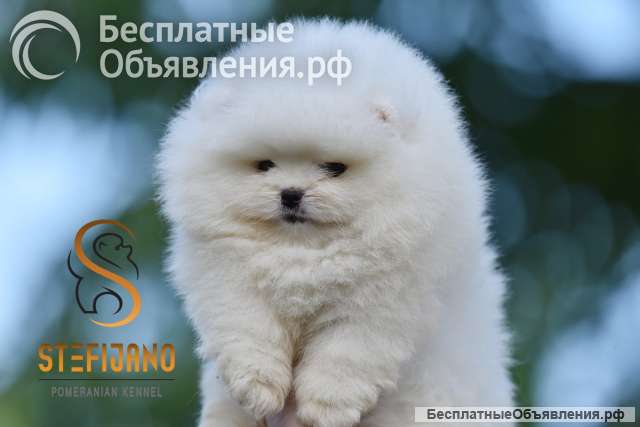 Померанский шпиц BOO щенки типа Мишка