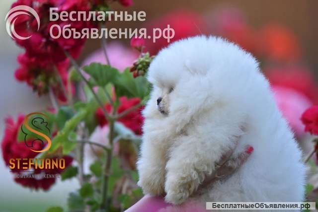 Померанский шпиц BOO щенки типа Мишка