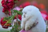 Померанский шпиц BOO щенки типа Мишка