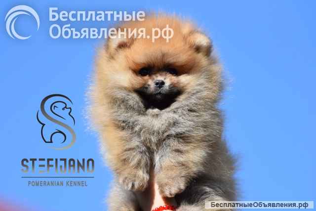 Померанский шпиц BOO щенки типа Мишка