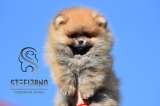 Померанский шпиц BOO щенки типа Мишка