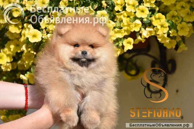 Померанский шпиц BOO щенки типа Мишка