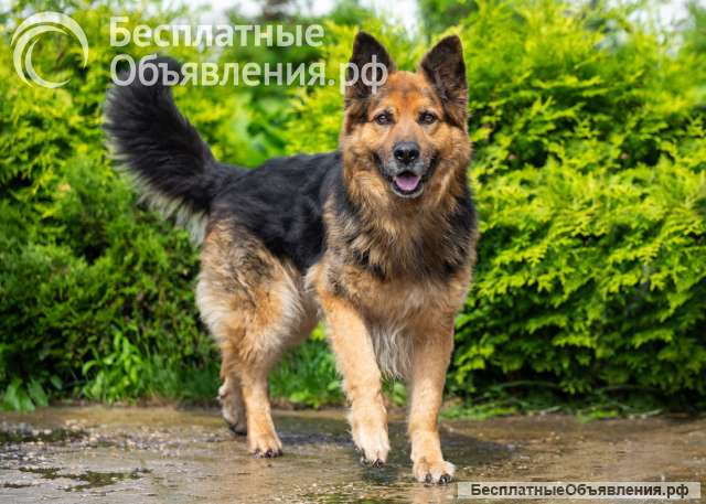 Ищет дом очень умный пес
