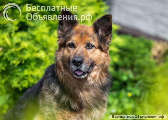 Ищет дом очень умный пес
