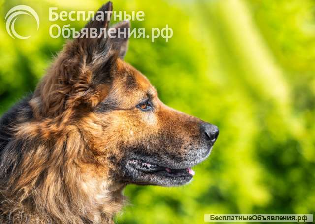 Ищет дом очень умный пес
