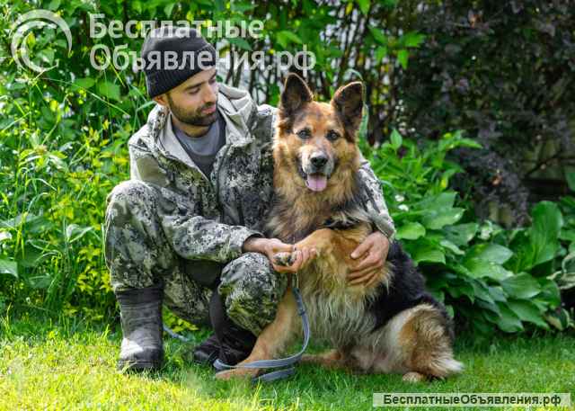 Ищет дом очень умный пес