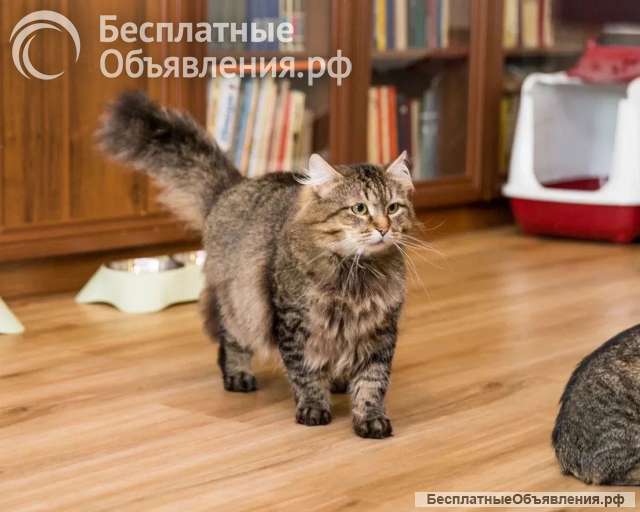Ищет лучшую семью котик Егор