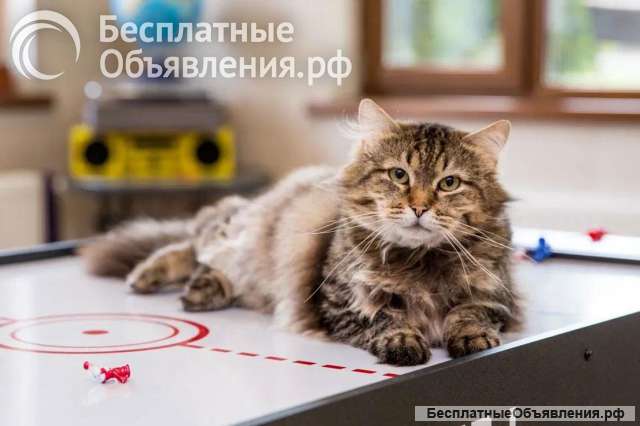 Ищет лучшую семью котик Егор