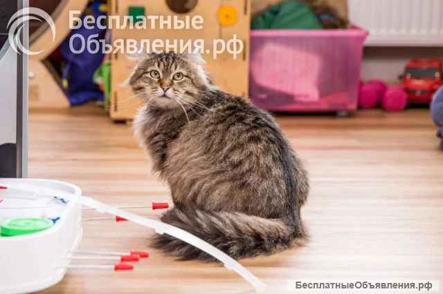 Ищет лучшую семью котик Егор