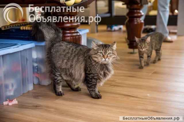 Ищет лучшую семью котик Егор