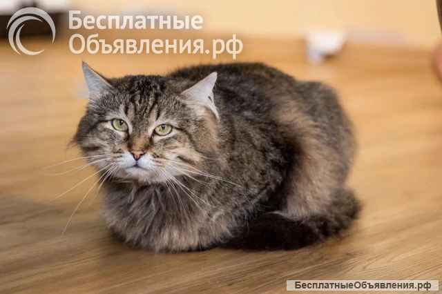 Ищет лучшую семью котик Егор