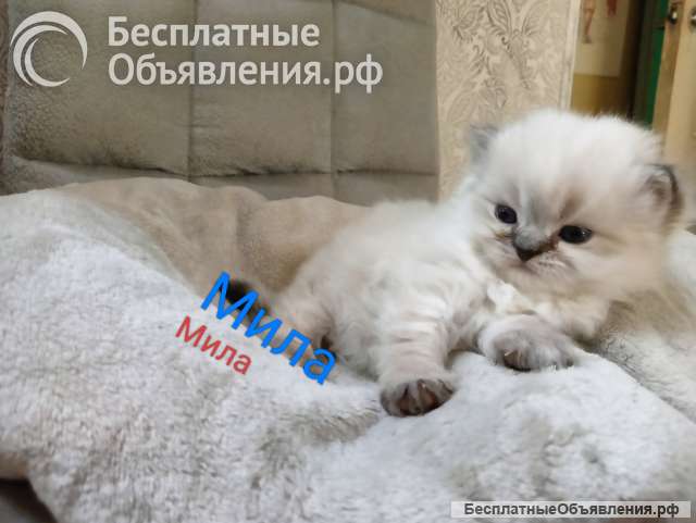 Котята