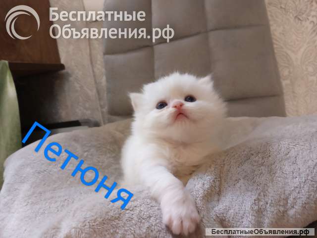 Котята