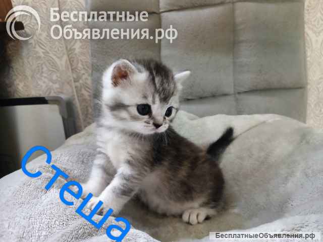 Котята