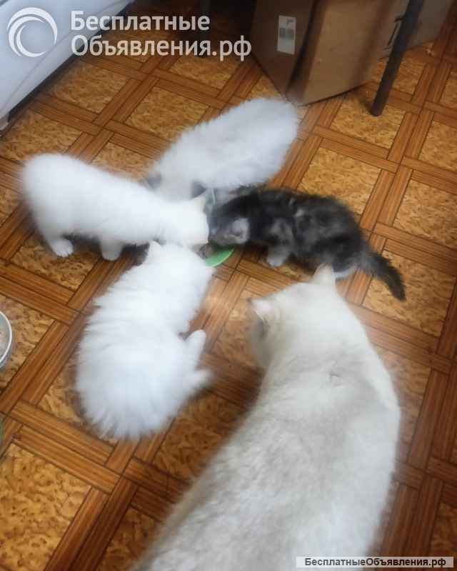 Котята