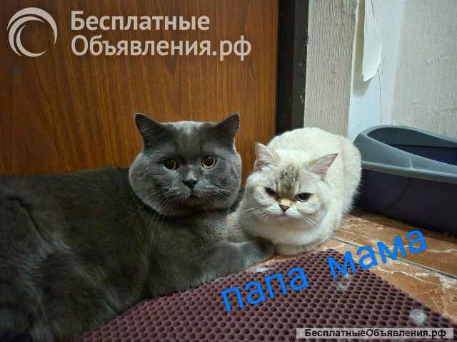Котята