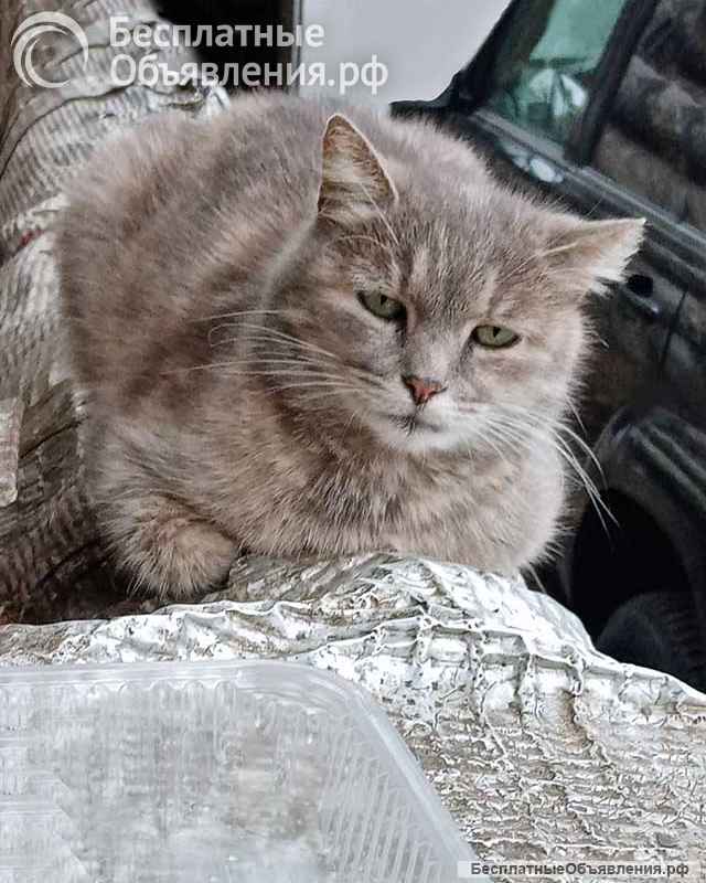 У нас есть неделя, чтобы не возвращать Мышку на улицу