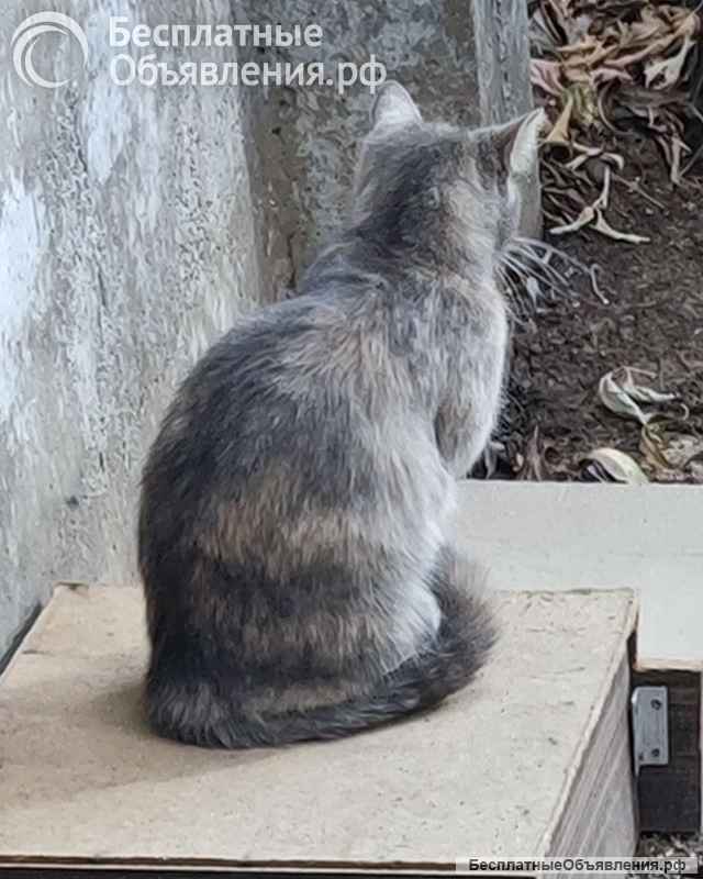 У нас есть неделя, чтобы не возвращать Мышку на улицу