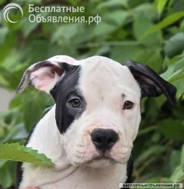 Черно-белый мальчик Амстаффтерьера для души